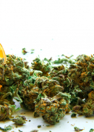 Cannabis Dispensary Management Certification (CCDM)